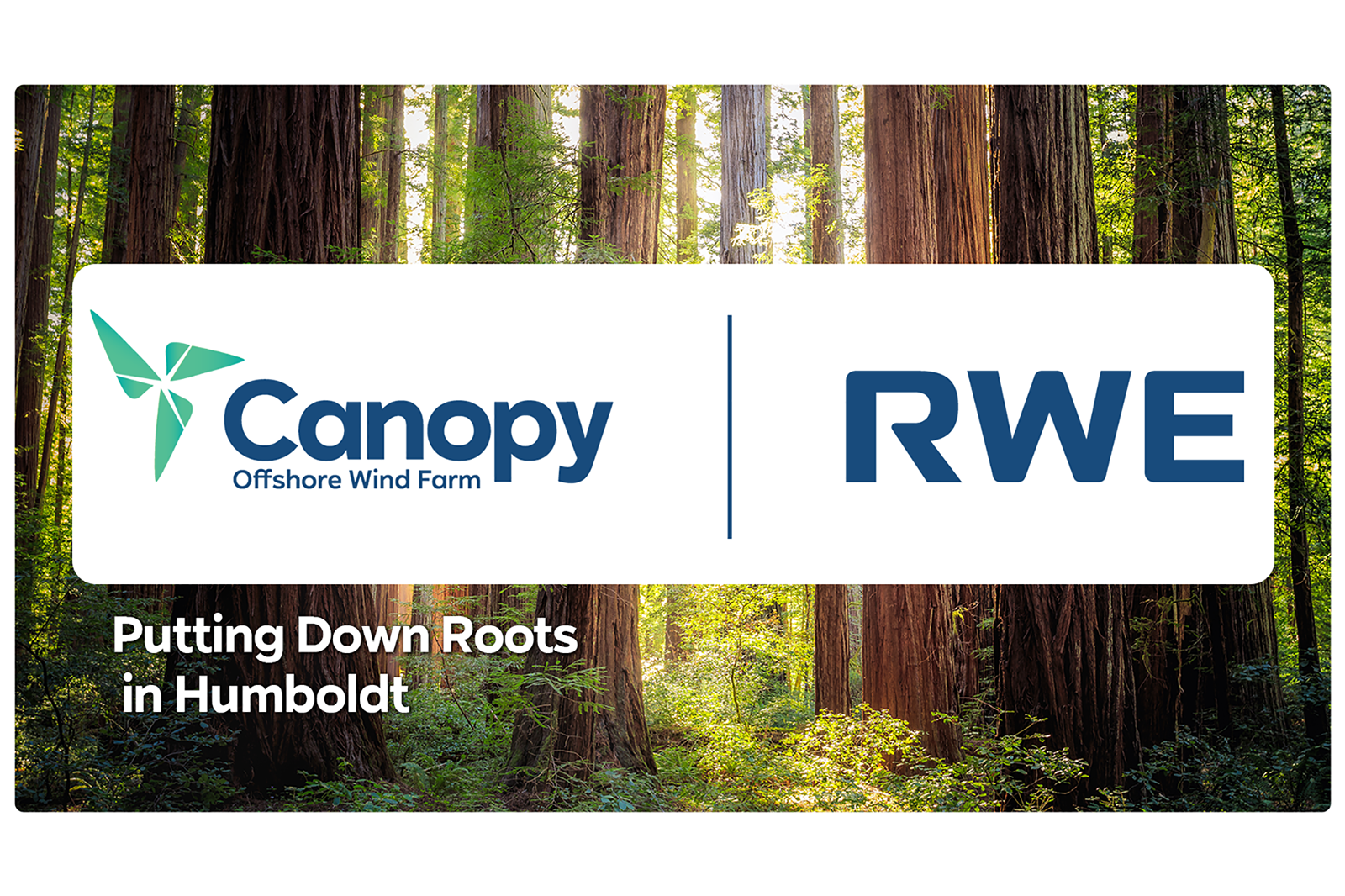 The logo of Canopy Offshore Wind Farm and RWE, with a lush forest backdrop and the text 'Putting Down Roots in Humboldt'.